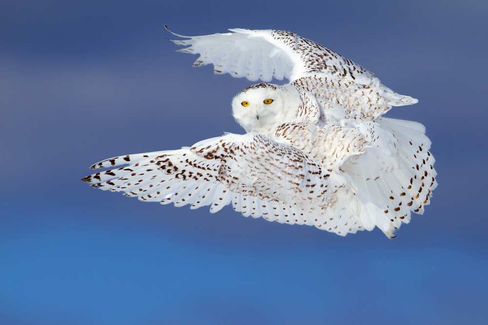 Flight of the Snowy - Snowy Owl von Jim Cumming