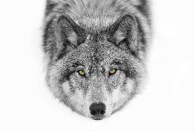 Gelbe Augen - Timber Wolf