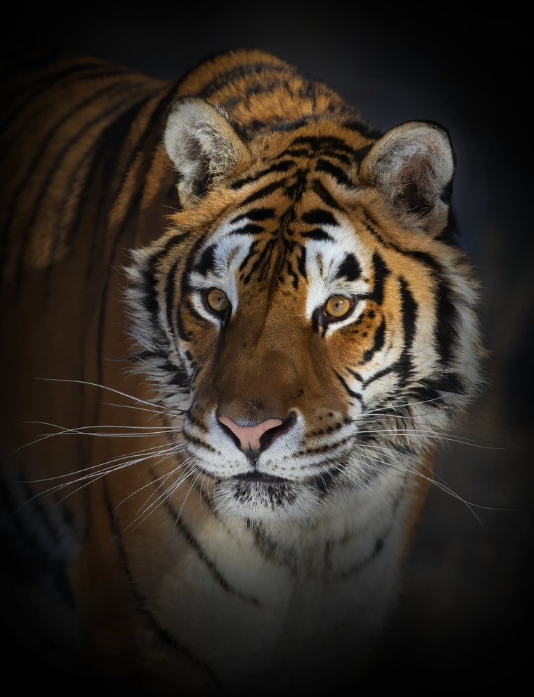 Porträt eines Sibirischen Tigers von Jim Cumming