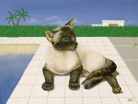 Siamese cat by a swimming pool 1982