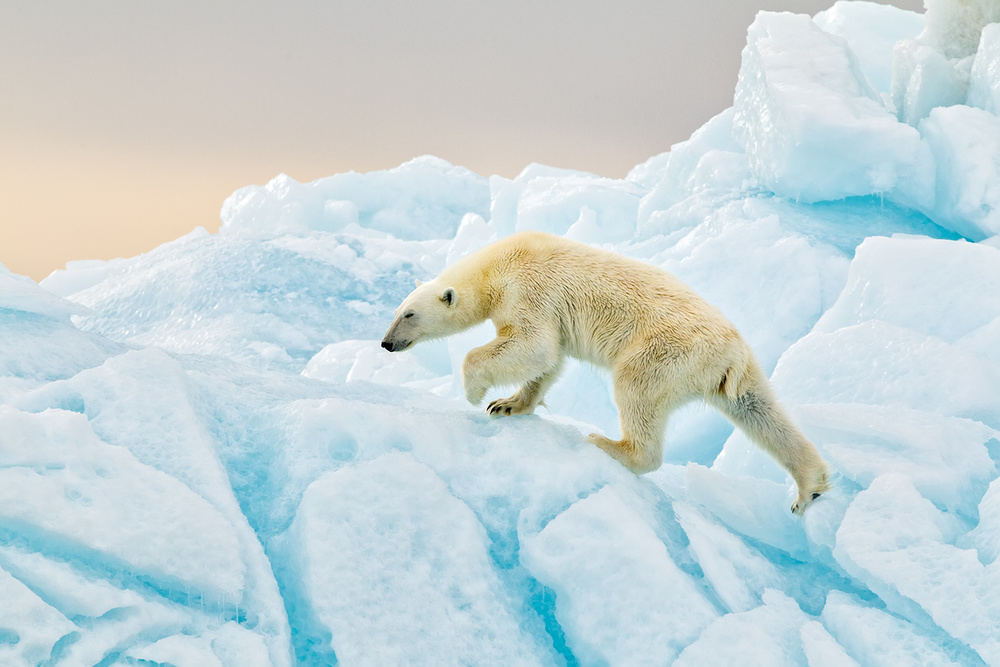 Eisbär auf Spitzbergen von Joan Gil Raga
