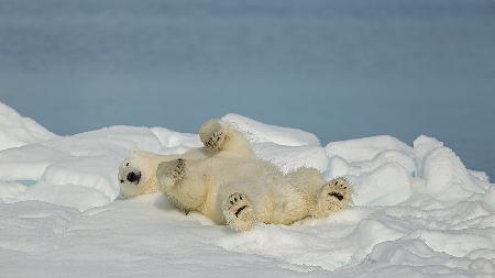 Eisbär entspannt sich