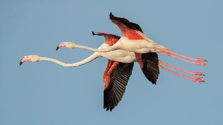 Flamingos im Flug
