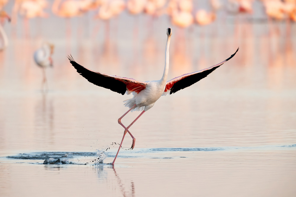 Flamingotanz von Joan Gil Raga