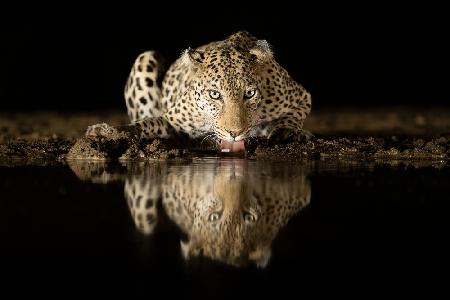 Leopard trinkt
