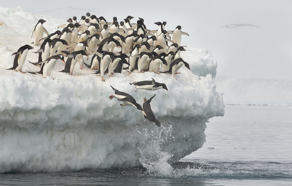 Pinguine springen von Joan Gil Raga