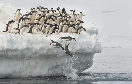 Pinguine springen
