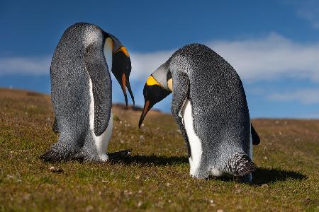 Pinguinliebhaber