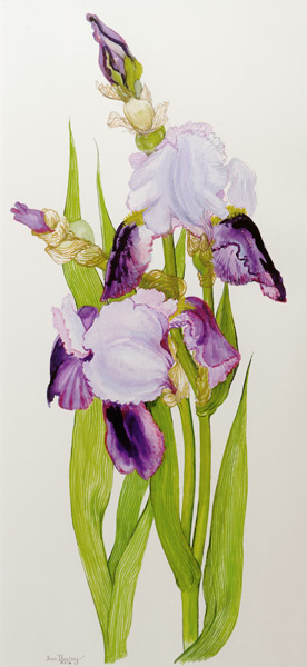 Mauve and purple irises with two buds von Joan  Thewsey