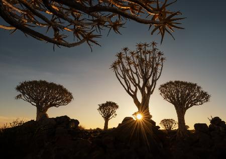 Die Köcherbäume in Namibia