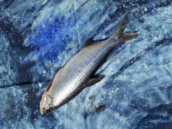 fish on canvas von jocasta shakespeare