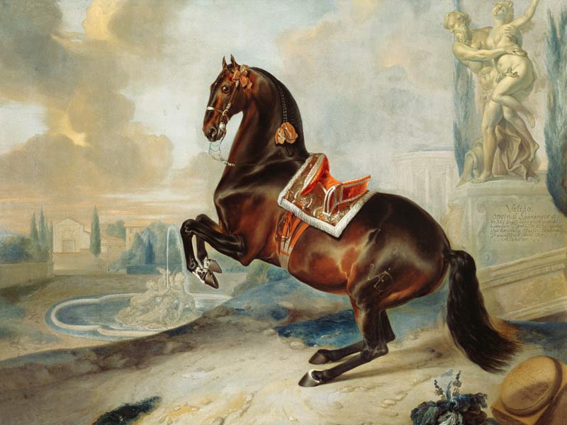 The dark bay horse 'Valido' performing a Levade movement von Johann Georg Hamilton