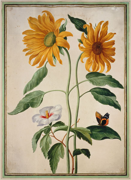 Sunflowers plate 18 from the Nassau Florilegium on von Johann Jakob Walther