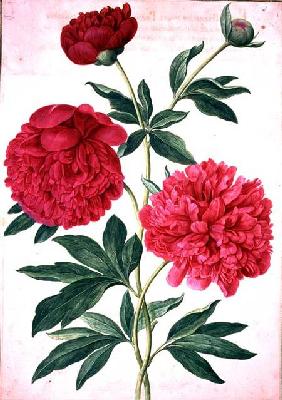 Peonies, plate 46 from the Nassau Florilegium  on