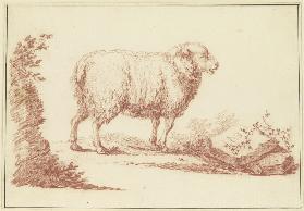 Ein Schaf nach rechts