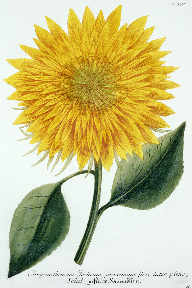 Chrysanthemum Indicum from 'Pythanthoza Iconographica' von Johann Wilhelm Weinman