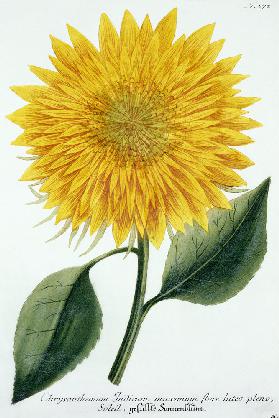 Chrysanthemum Indicum from 'Pythanthoza Iconographica' 1737-45