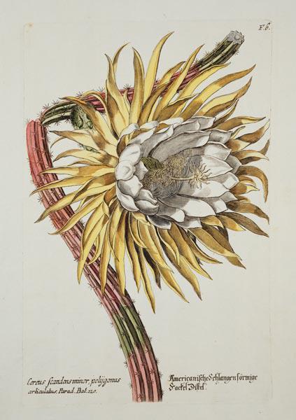 Cereus Scandens Minor Polygonus from 'Phythanthoza Iconographica', published in Germany 1737-45