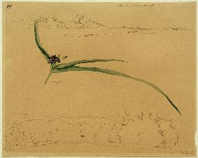 Ansicht von Kalundborg und Studie einer Dreimasterblume 1847