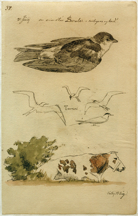 Schwalbe, Seeschwalben, liegende Kuh von Johan Thomas Lundbye