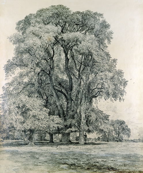 Elm trees in Old Hall Park, East Bergholt von John Constable