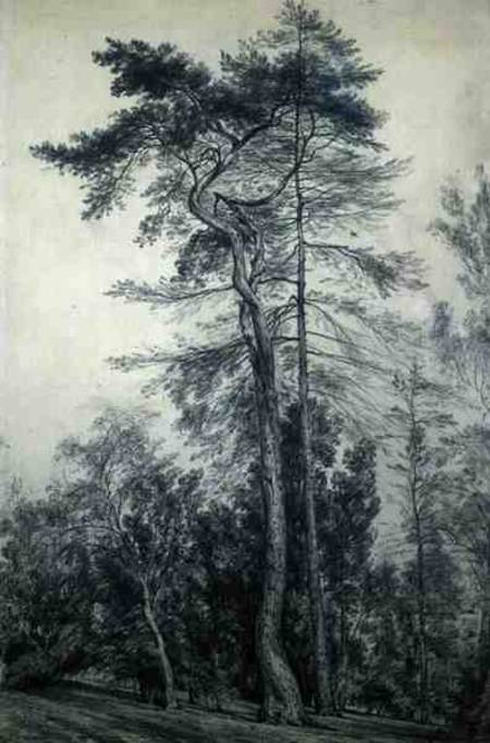 Fir Trees von John Constable