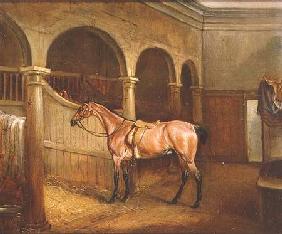 Lord Villiers' Roan Hack in the Stables at Middleton Park 1834