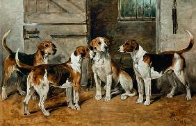 Study of Hounds