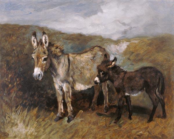 Donkeys out on the Moor c.1890