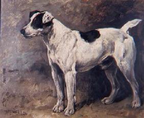 A Jack Russell 1891