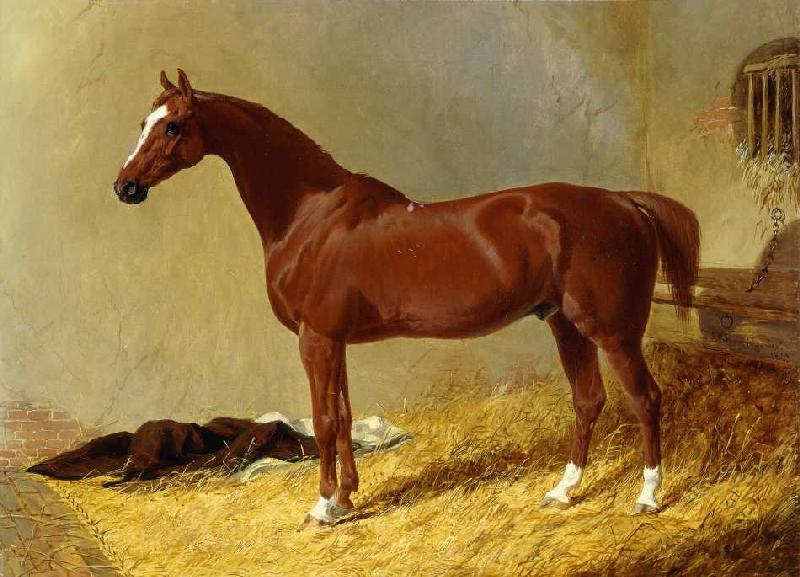 Ein rotbraunes Rennpferd in einem Stall von John Frederick Herring d.Ä.