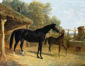 Levity, the property of J.C.Cockerill Esq., with her foal Queen Elizabeth, the property of Lord Dorc 1843