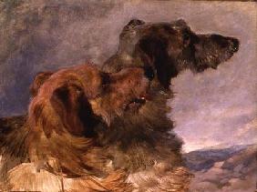 Two Deerhounds 1851