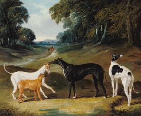 Greyhounds, 'Spot', 'Skylark', 'Nettle' and 'Sky' 1839