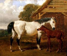 A Mare and Foal before a Barn 1854