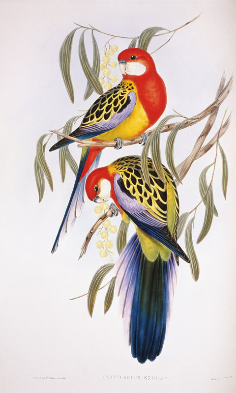 Rose-bill Parakeet (Platycercus Eximius) von John Gould