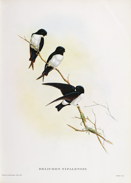 Delichon nipalensis von John Gould