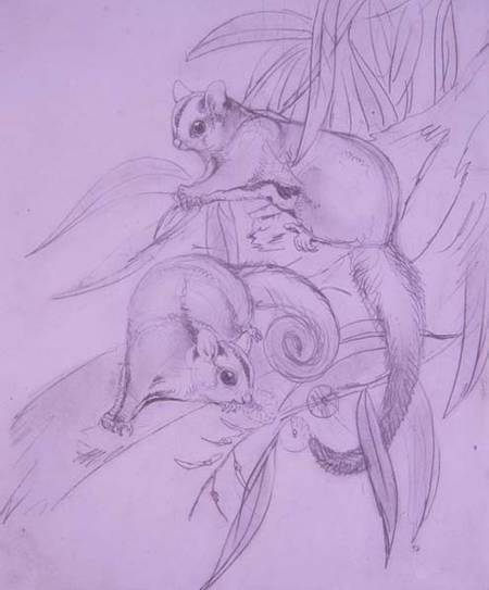 Gliding Possums (pencil) von John Gould