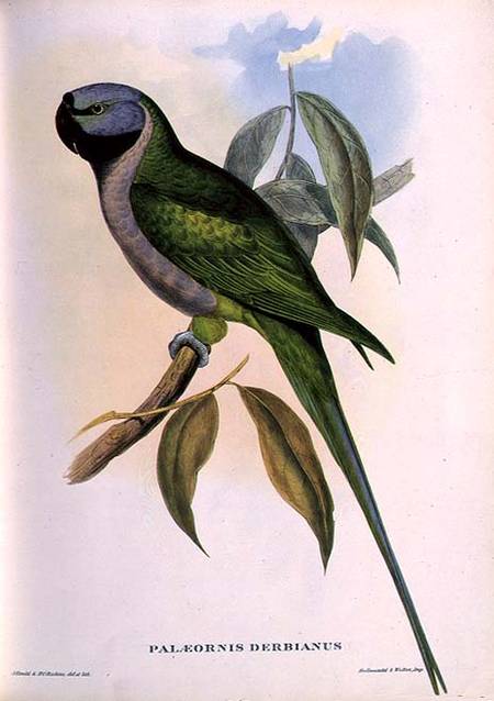 Parakeet: Palaeornis Derbianus von John Gould