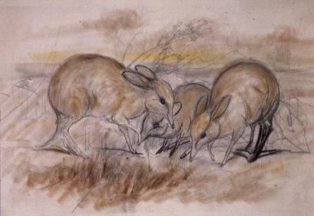 Pig-Footed Bandicoot (pencil and chalk) von John Gould