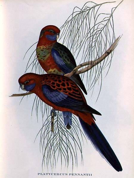 Platycercus Pennantii von John Gould