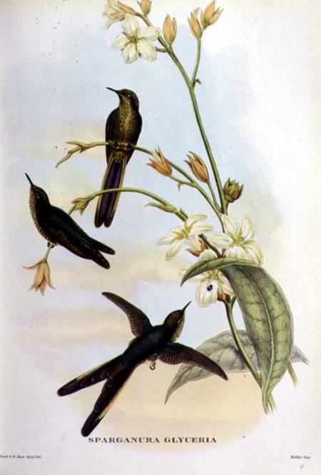 Sparganura Glyceria: from 'Tropical Birds' von John Gould