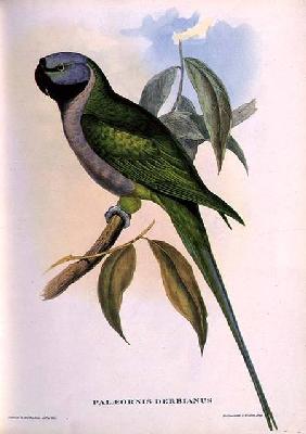 Parakeet: Palaeornis Derbianus c.1850