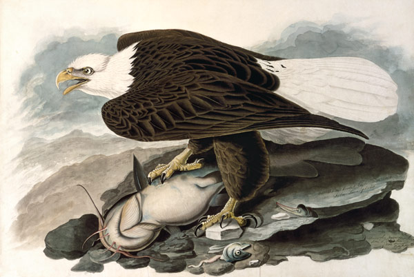 Der weißköpfige Adler (aus The Birds of America) von John James Audubon