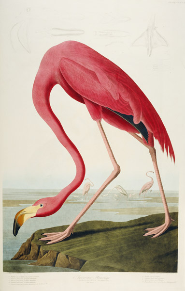 American Flamingo. Tafel 87 aus 'The Birds of America' Robert Havell nach John James Audubon. 1838 von John James Audubon