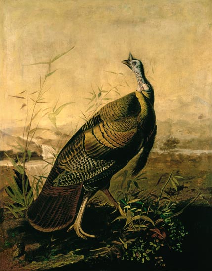 The American Wild Turkey Cock von John James Audubon