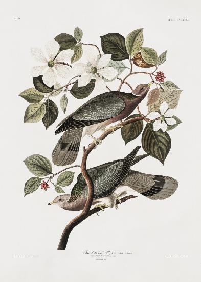 Brandschwanztaube aus Birds Of America (1827)