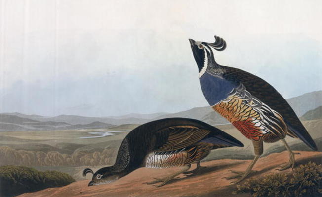 Californian Partridge, from 'Birds of America', engraved by Robert Havell (1793-1878) 1838 (coloured von John James Audubon