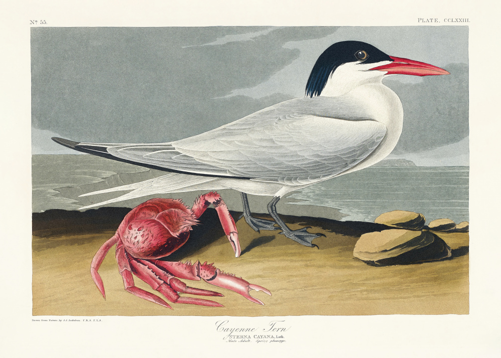 Cayenne-Seeschwalbe aus Birds of America (1827) von John James Audubon