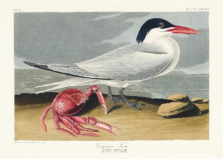 Cayenne-Seeschwalbe aus Birds of America (1827)
